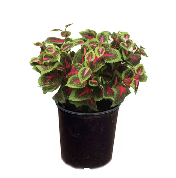 حسن یوسف رنگی